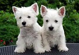 Image 31West Highland White Terrier puppies  (from Puppy)