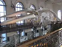 An 18.8&nbsp;m (62&nbsp;ft) fin whale skeleton at the Oceanographic Museum in Monaco