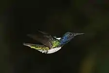 Male F. m. mellivora, Panama