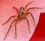 Spider: 8 legs,2-part body