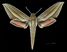 Female dorsal(coll.MHNT)