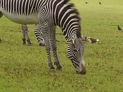 Image 8A zebra grazing at Marwell Zoological Park (from Portal:Hampshire/Selected pictures)