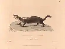 Drawing of black and white mustelid